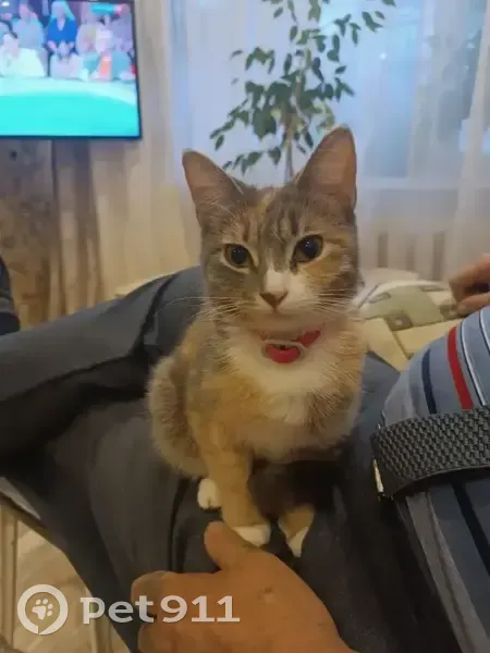 Пропала кошка, улица Гагарина, 70/10, Рязань - полосатая с ярким розовым ошейником - photo