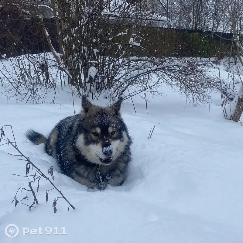 Пропала собака, Светогорский переулок, 7, Выборг - крупная пушистая с ошейником - photo