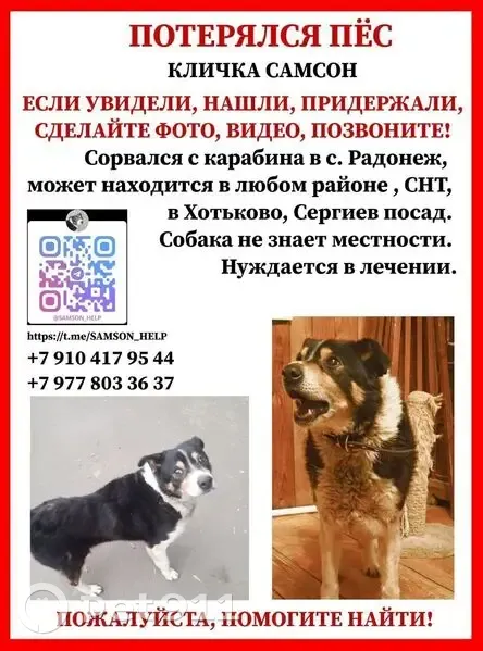 Пропал собака, Какузево - мальчик среднего роста с черно-белым окрасом - photo