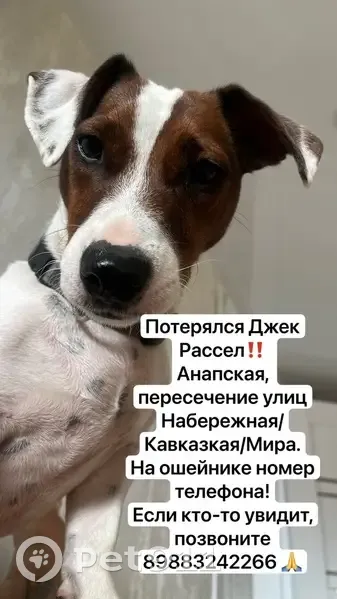 Пропал собака, мужской, Кавказская улица, 132, Анапа - номер телефона на ошейнике - photo