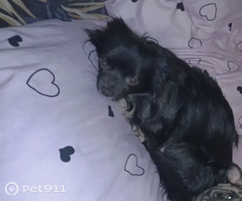 Пропала собака, проезд Энергетиков, 8, Балаково - черно-белый окрас, фиолетовый ошейник - photo