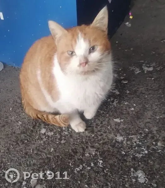 Найден кот, Керченская улица, 26, Нижний Новгород - рыжий с белой грудкой и лапами - photo