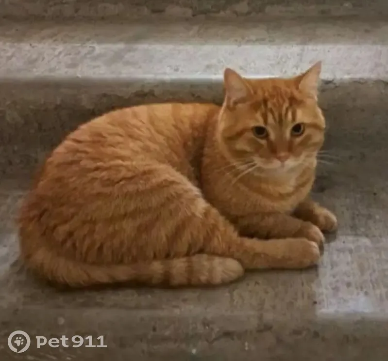 Пропал кот, Арцеуловская аллея, Санкт-Петербург - рыжий окрас - photo