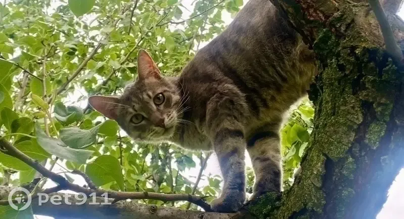 Пропал кот, Вешняковская улица, 22 к1, Москва - полосатый, кастрирован - photo