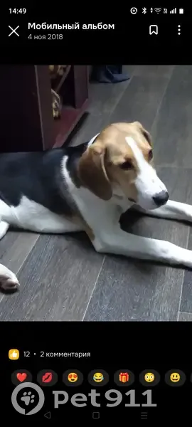 Пропала собака, Лесная улица, Мурманск - русская пегая гончая - photo