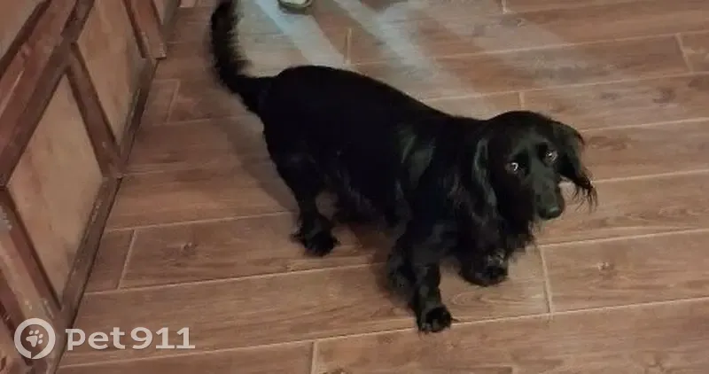 Пропал собака, Остёр, Смоленская область - метис спаниеля, чёрный окрас - photo