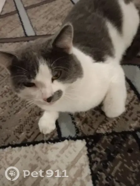 Пропал кот, улица Энергетиков, городской округ Ялуторовск - серо-белый окрас - photo