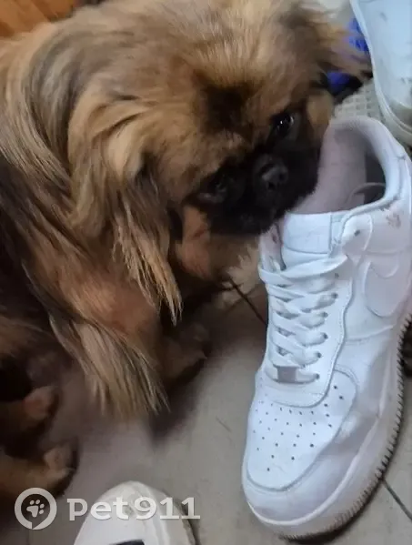 Пропала собака, подъезд к Курску, Новопоселеновский сельсовет - пекинес по кличке Ричи - photo