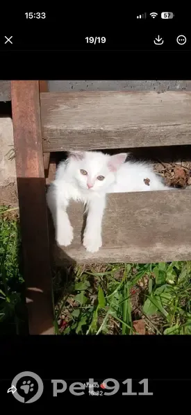 Пропала кошка, улица Шолохова, 9, Киржач - белая, пушистая, добрая - photo