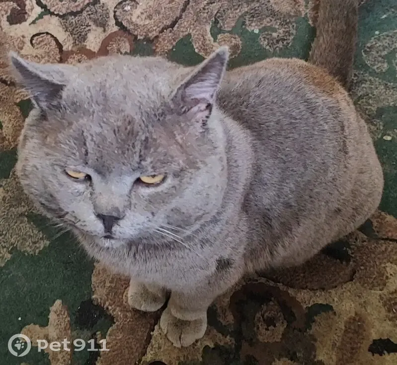 Пропал кот, улица Генерала Петренко, Навля - серый с рыжей полосой и поломанным клыком - photo