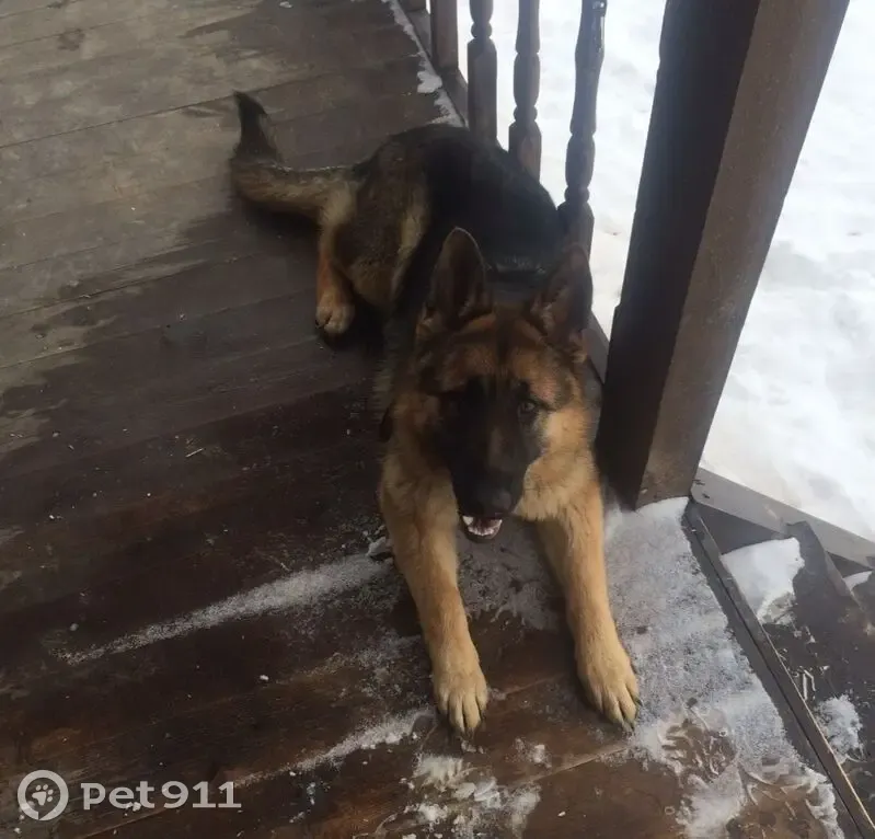 Пропала собака, Новгородская улица, 43, Старое Раково - photo