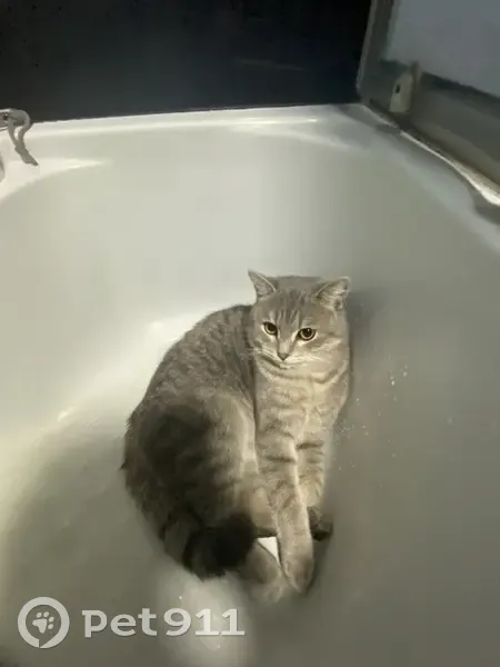 Пропал кот, Комсомольская улица, 36, Минусинск - серый окрас, большие жёлтые глаза - photo