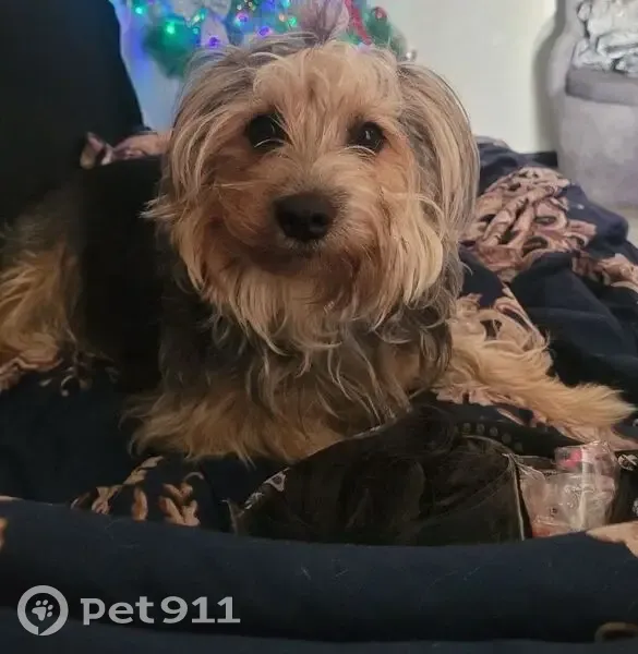 Пропал собака, Майкоп, Адыгея - метис по кличке Тима - photo