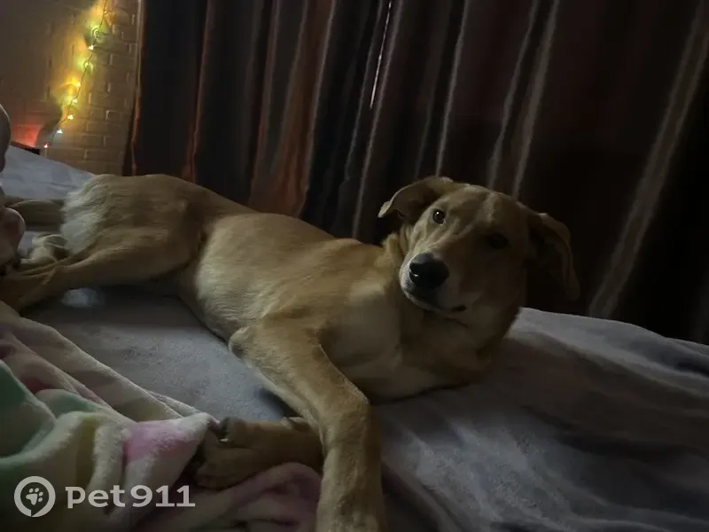 Пропал собака, Железнодорожный переулок, 4А, Южно-Сахалинск - рыжий окрас, с оранжевым ошейником - photo