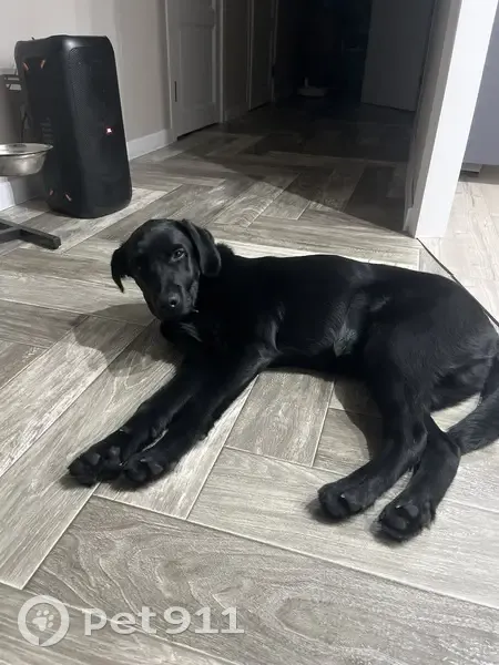 Пропал собака, Белово, Кемеровская область - чёрный лабрадор, 6 месяцев - photo