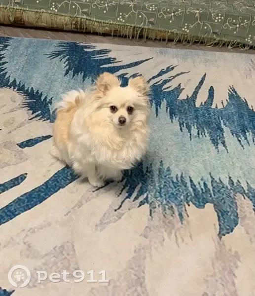 Пропала собака, женский пол, улица Маршала Василевского, 23, городской округ Тверь - белорыжая, очень боится других людей - photo