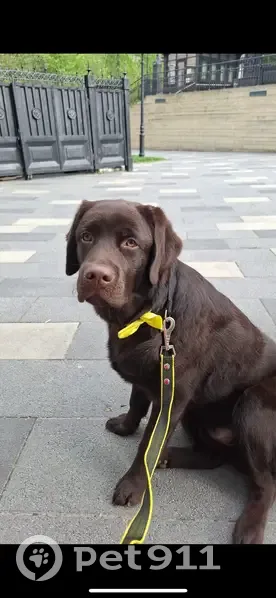 Пропал собака, Лучистая улица, Заречье - коричневый лабрадор, 1 год - photo