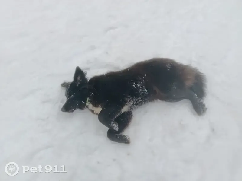 Пропала собака, девочка, Тула - чёрная с белой грудкой - photo
