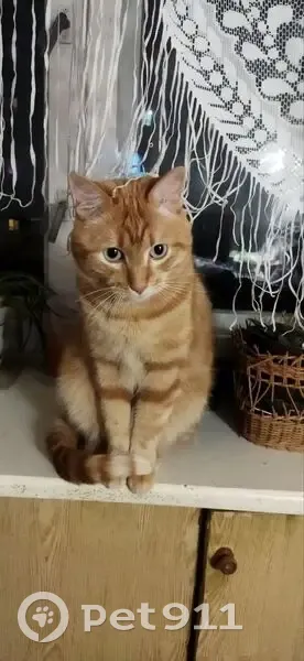 Пропал кот, улица Качалова, 18, Рыбинск - рыжий с полосками и белым кончиком хвоста - photo