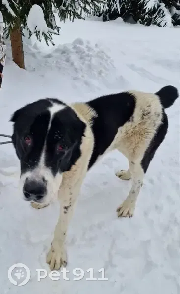 Пропал собака, Дмитровское шоссе, Ерёмино - былый с чёрными пятнами - photo