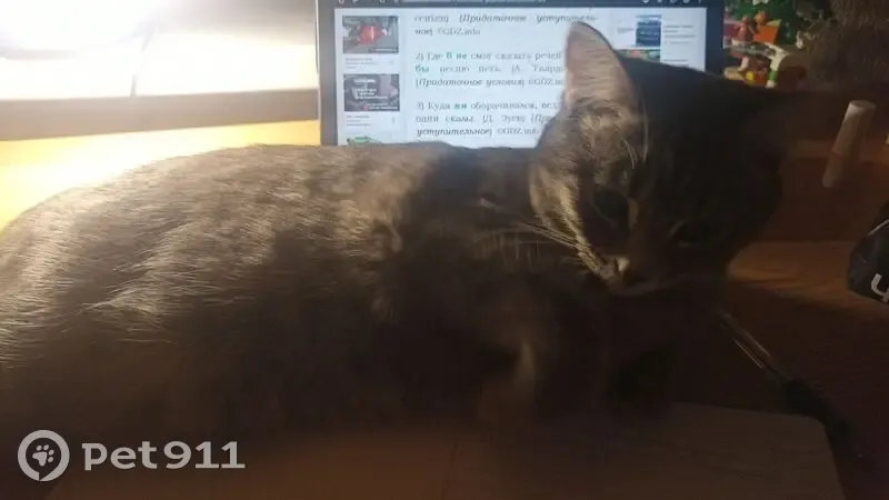 Найдена кошка, женский пол, улица Ломоносова, 44, Нижняя Салда - photo