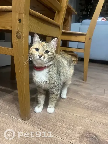 Найдена кошка, Воскресенск, Московская область - с ошейником, ухоженная - photo