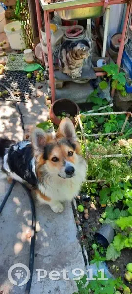 Пропал собака, улица Мусы Бигиева, 77, Казань - есть чип, зовут Тоша - photo