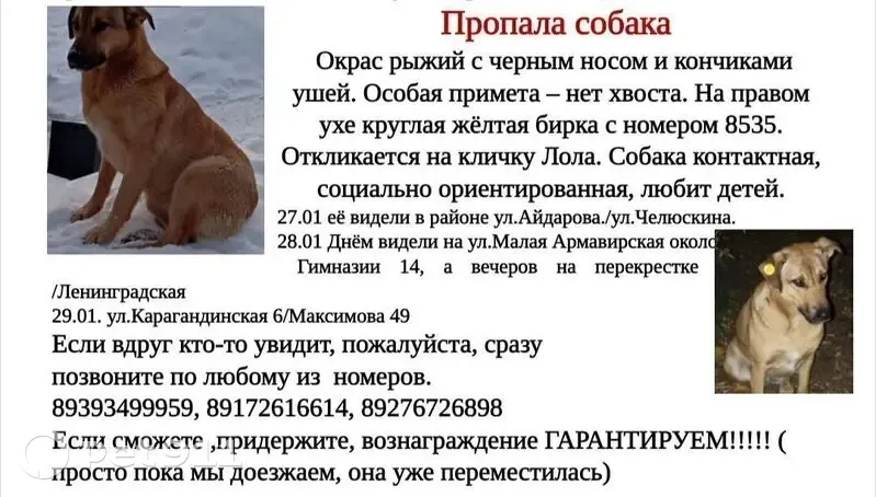 Пропала собака, улица Рахимова, 25, Казань - рыжий с чёрной мордочкой - photo