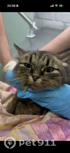 Найдена кошка, 46К-8221, 151, 4-й Участок, Некрасовский - замерзшая, на лечении - photo