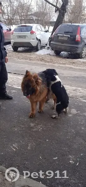 Пропал собака, улица Василия Иванова, 36, Нижний Новгород - русский спаниель, черно-белый - photo