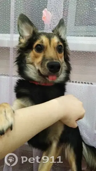 Пропала собака, женская, Урожайный переулок, Красный Кут - черно-рыжая с пушистым воротником - photo