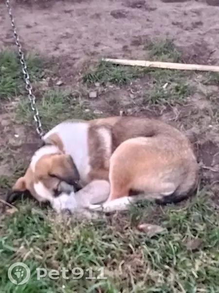 Пропал собака, мужской, Индустриальная улица, 2, Месягутово - коричневая шерсть с белым - photo