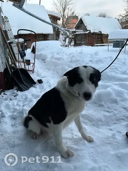 Пропала собака, 3-й Кольцевой проезд, 2/46, городской округ Тверь - черное пятно на голове - photo