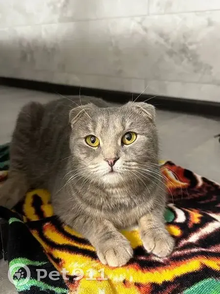 Найдена кошка, женский пол, улица Академика Доллежаля, 13, Подольск - серая вислоухая - photo