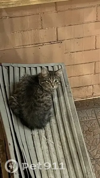 Найдена кошка, Осенний бульвар, Москва - коричневый пушистый котёнок - photo