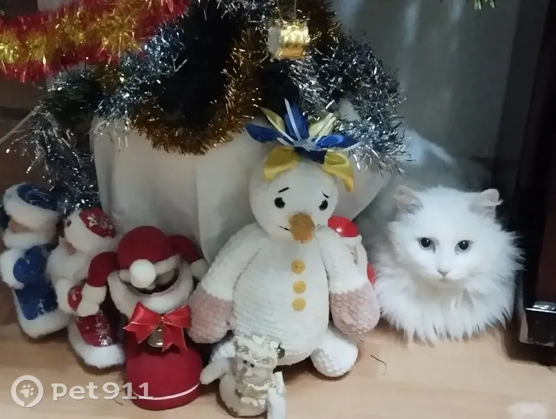 Пропал кот, улица Железнодорожников, 25А, городской округ Тверь - белый с голубыми глазами - photo