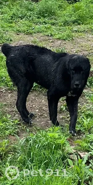 Пропала собака, женский пол, Осенняя улица, Биробиджан - чёрная грудь белая - photo
