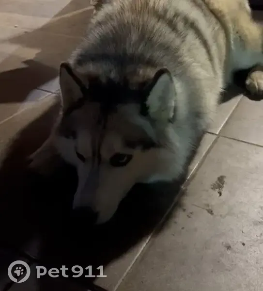 Пропала собака, Лесная улица, городской округ Тамбов - девочка по кличке Найда - photo