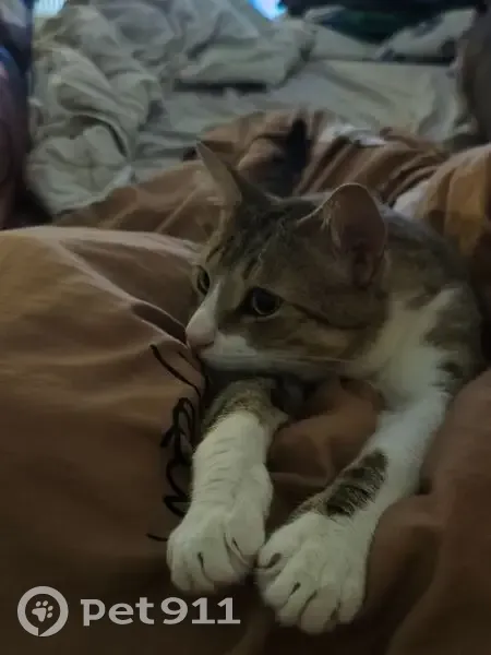 Пропал кот, Петергофское шоссе, 84, Санкт-Петербург - серый в полоску с белым животиком - photo