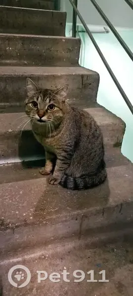 Найдена кошка, Дубнинская улица, 22 к3, Москва - серый полосатый, ухоженный - photo