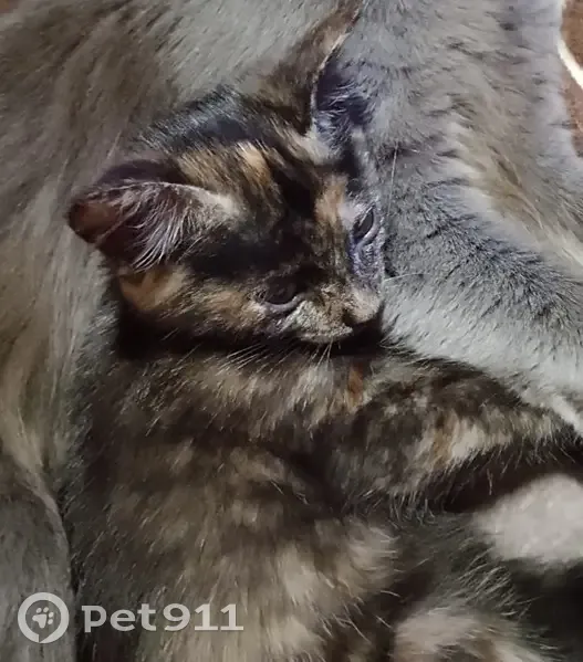 Пропала кошка, улица Барклая, Москва - черепаховый окрас, гладкая шерсть - photo