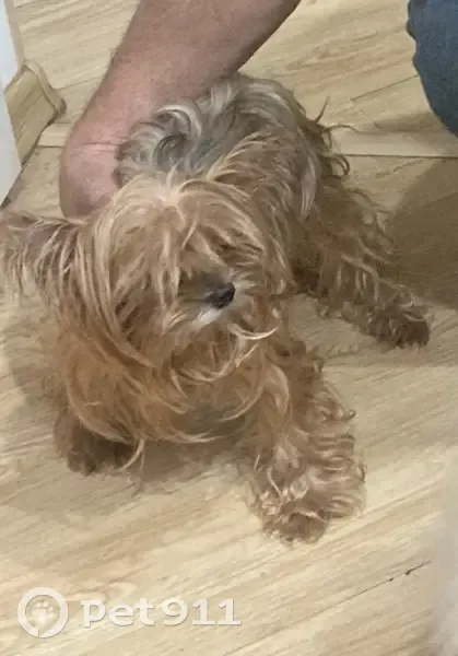 Пропала собака, улица Кирова, Владивосток - Йорк, прихрамывает на заднюю лапу - photo