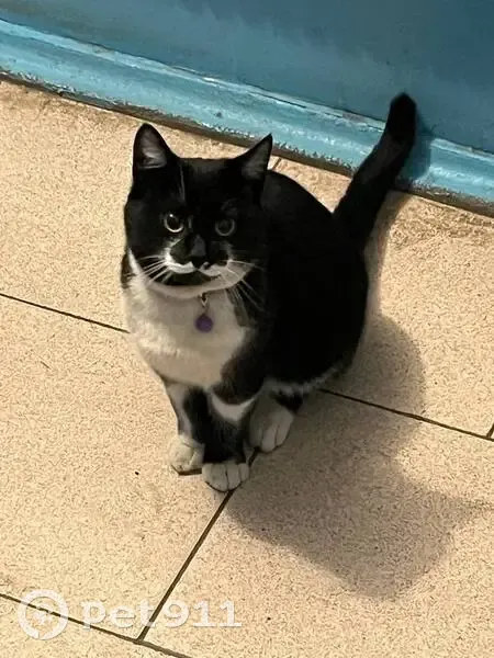 Найдена кошка, Аэродромная улица, 11А, Курск - черно-белый окрас, красный ошейник - photo