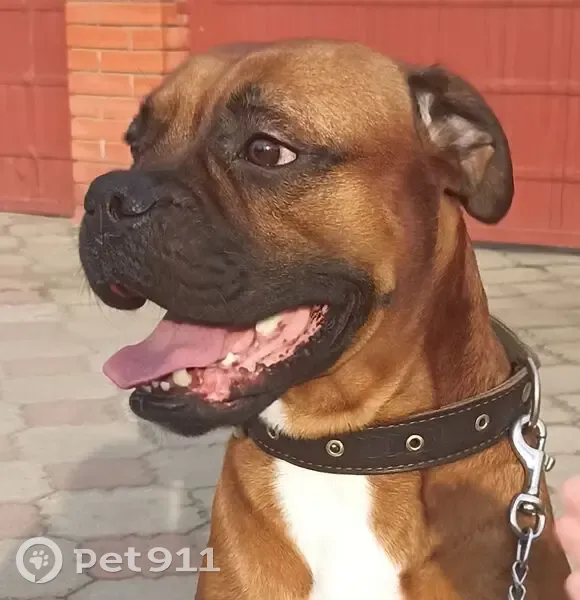 Пропал собака, Конечная улица, Краснодар - рыжий с белой грудью - photo