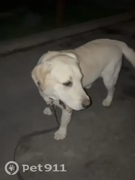 Пропал собака, мужской, Кутузовский переулок, Николаевка - лабрадор-ретривер - photo