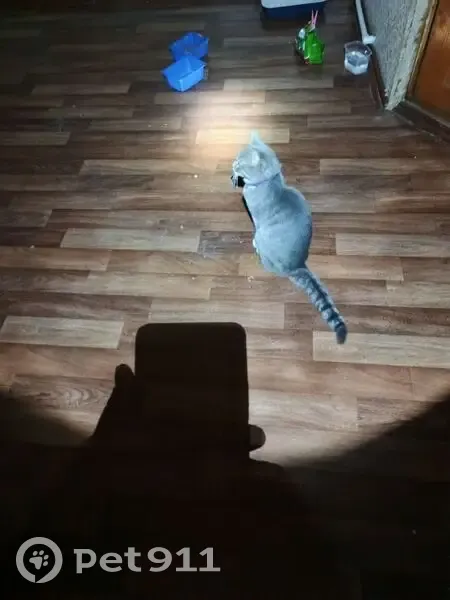 Найдена кошка, Старословодская улица, 21, городское поселение Александров - серый окрас, сиреневый ошейник - photo