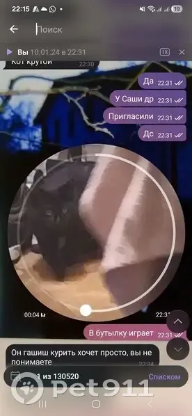 Пропал кот, Молодёжная улица, Белоозёрский - откликается на кличку Пусик - photo