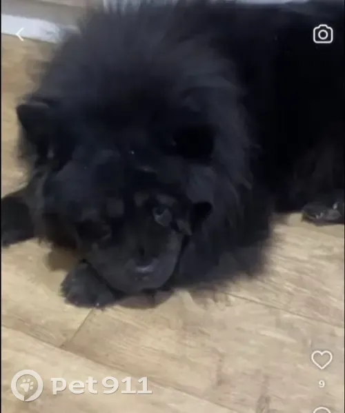 Пропала собака, Карпинская улица, 125, Иркутск - порода чау чау - photo