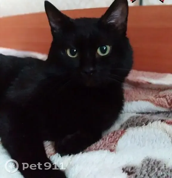 Пропал кот, Октябрьская улица, 27, Пласт - фиолетовый ошейник с запахом сирени - photo