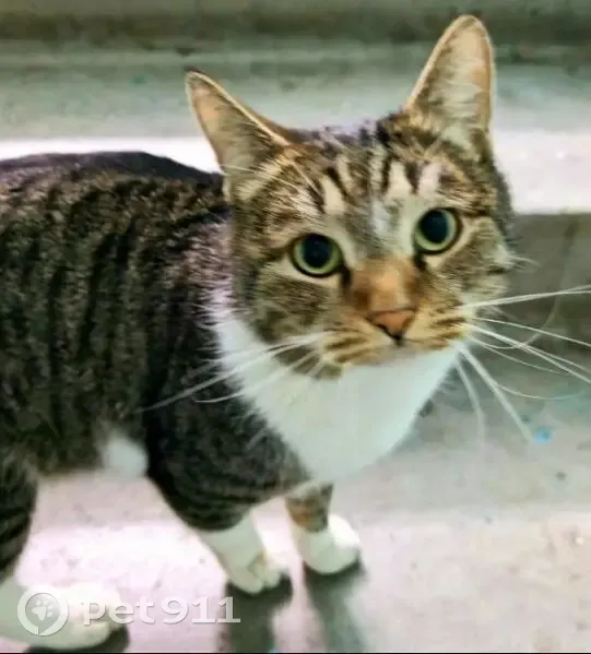 Пропал кот, улица Минина, Ульяновск - серо-коричневый с белыми лапами - photo